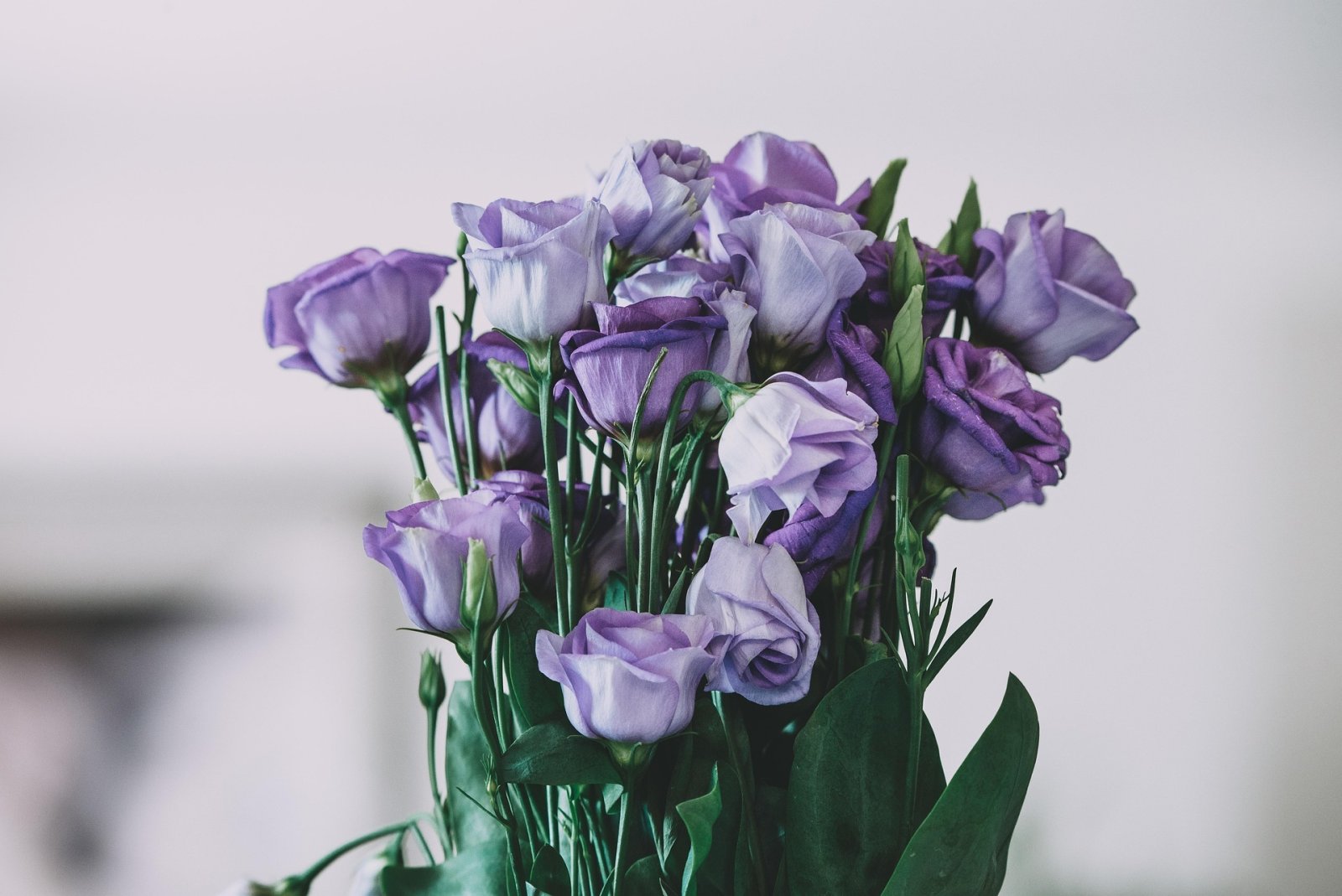 farbsynthese-purple-roses-7133816 1920 farbsynthese-purple-roses-7133816 1920