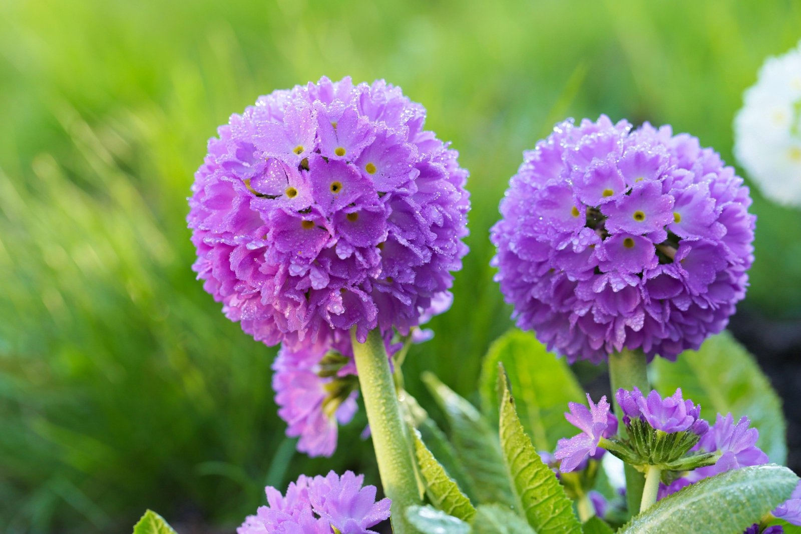 yul38885-flower-3069036 1920 yul38885-flower-3069036 1920