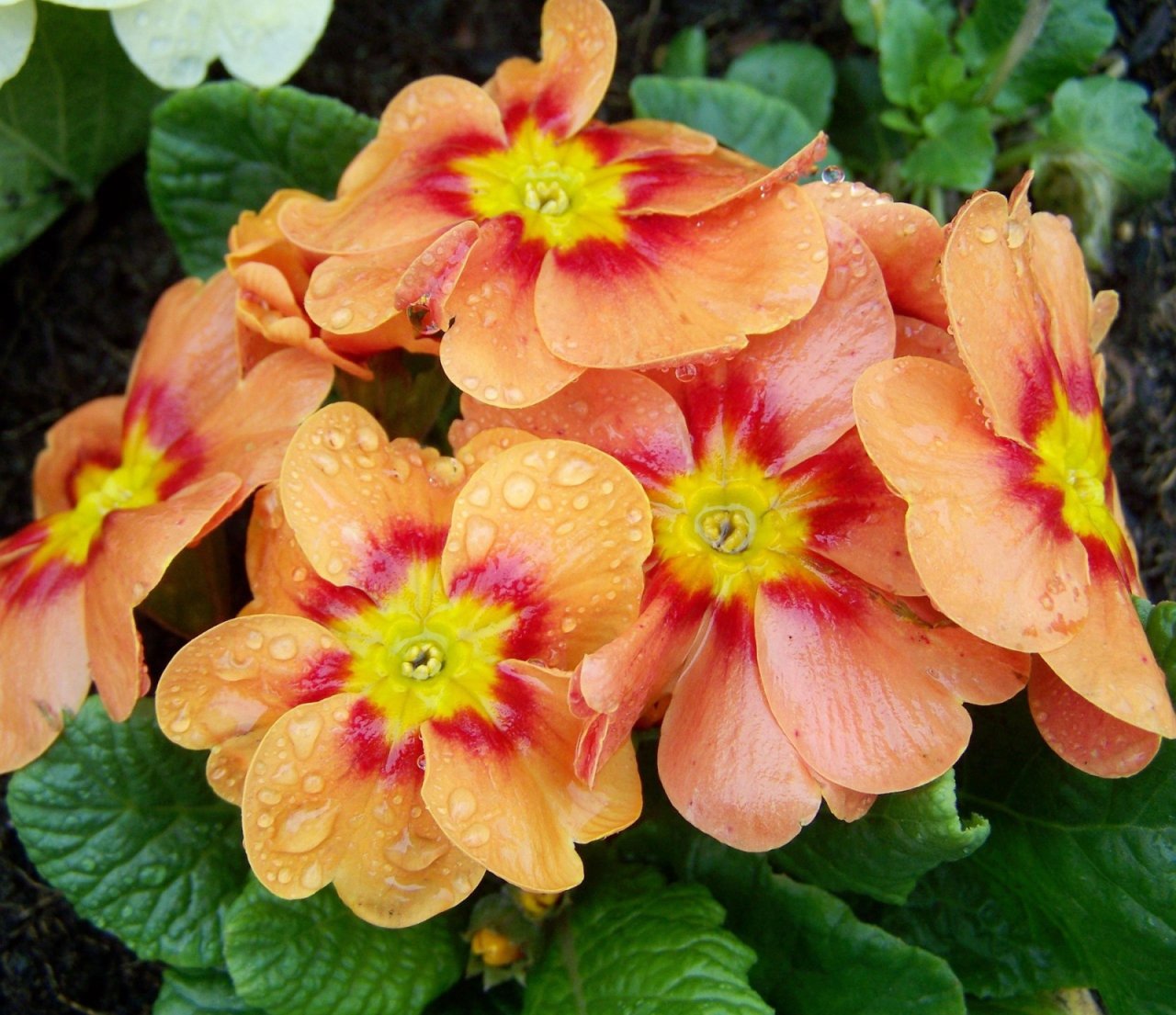 armbrustanna-primula-1210384 1920 armbrustanna-primula-1210384 1920