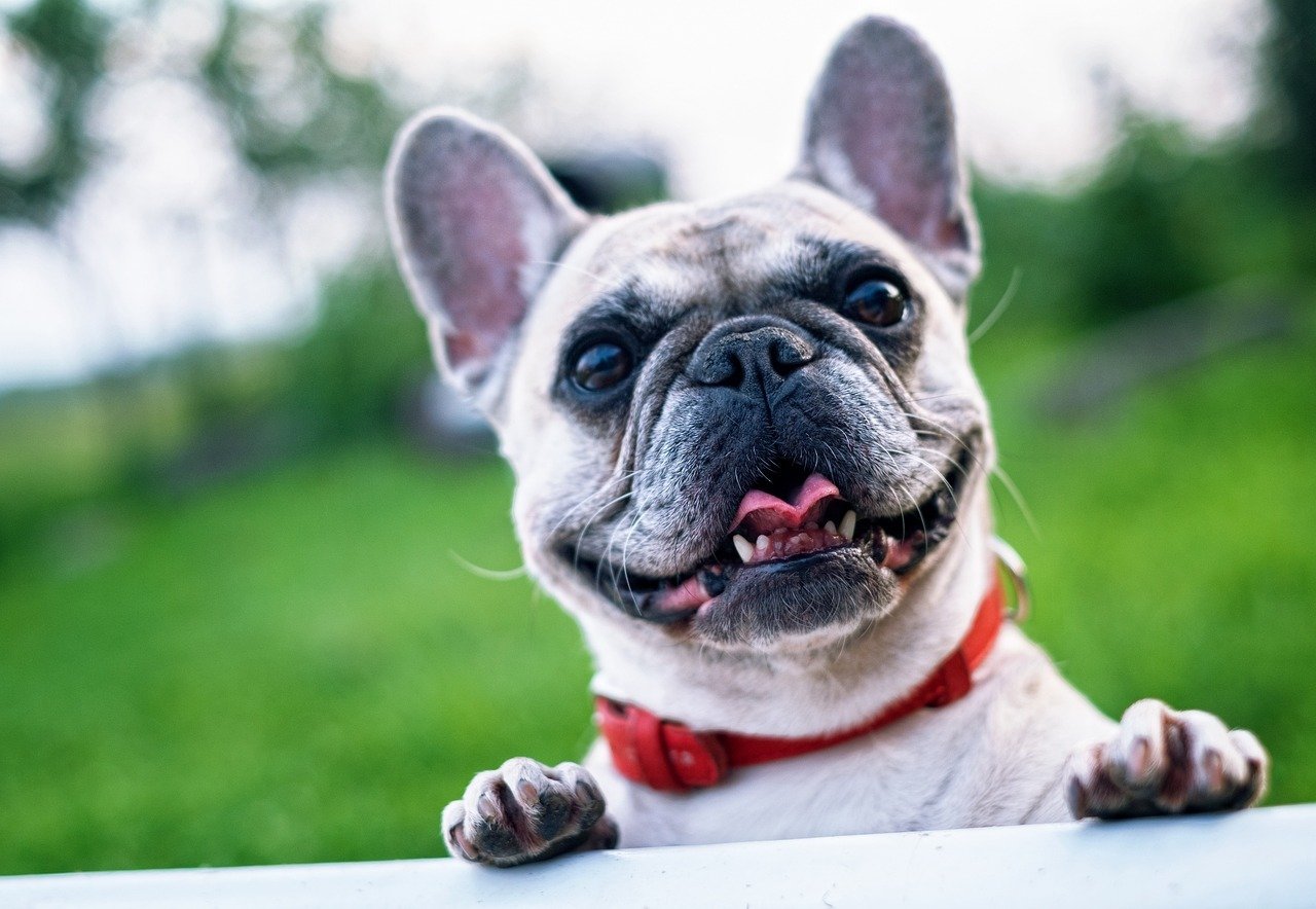 french-bulldog-1482630 1280