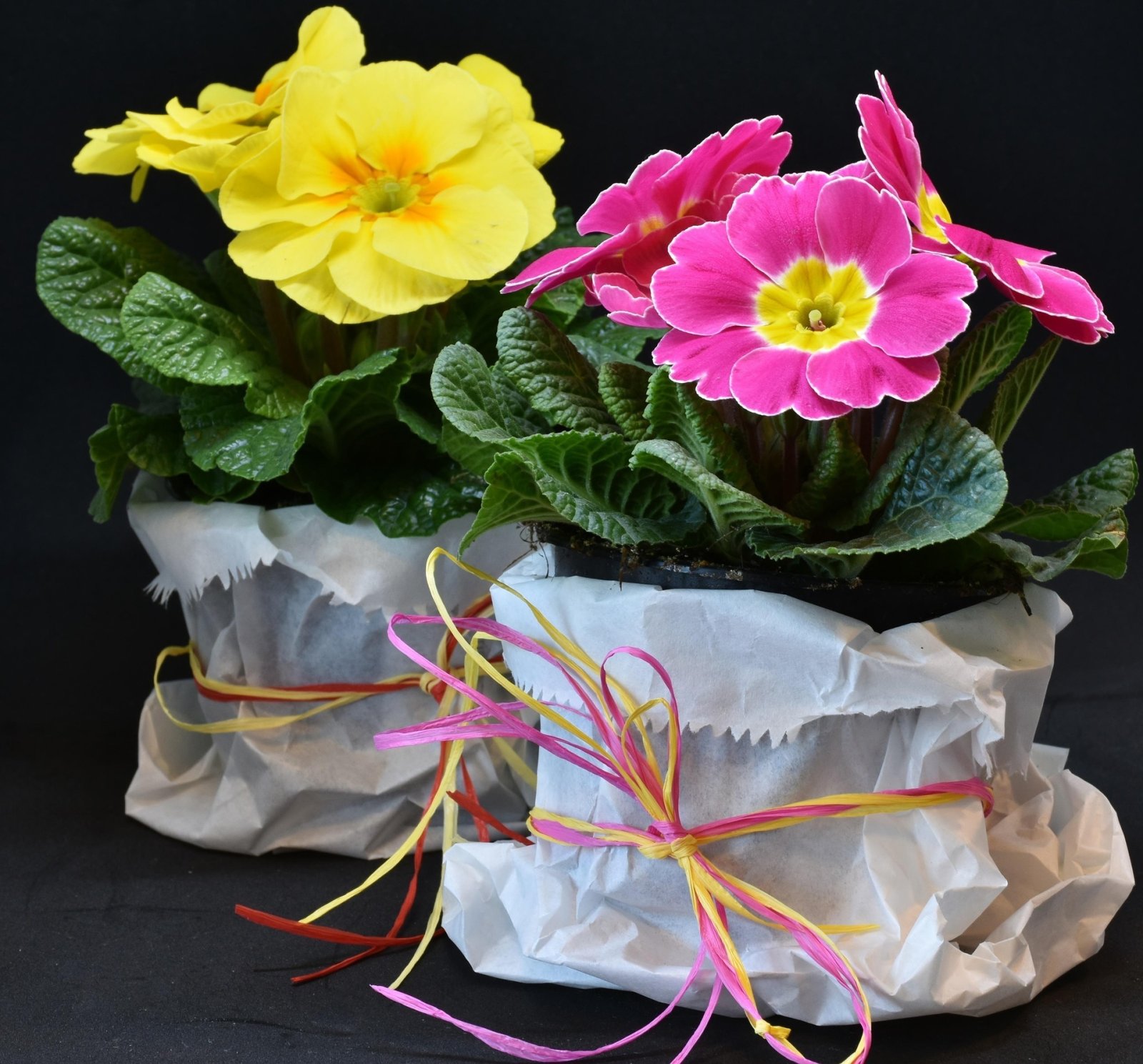 ritae-primroses-3132310 1920 ritae-primroses-3132310 1920